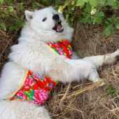 狗狗肚兜围衣服秋冬款 防着凉保暖纯棉护肚子宠物护肚萨摩柯基