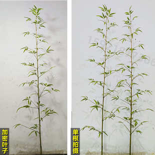 仿真竹子装饰假竹子植物仿生竹林户外造景隔断屏风挡墙绿植围栏