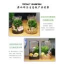 观赏生态瓶鱼微景观免换水免打理diy水族办公桌面创意造景鱼缸
