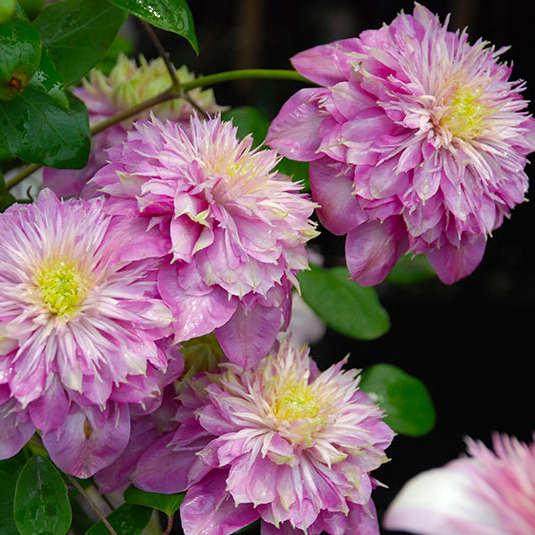 针瓣皇帝铁线莲花小苗盆栽阳台花园爬藤植物室内垂吊攀援藤本花