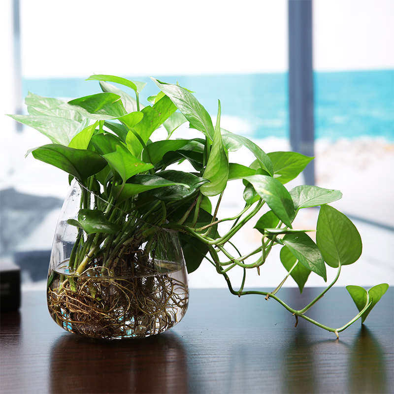 简约欧式客厅透明玻璃花瓶水培绿萝花器茶几装饰摆件迷你水族鱼缸