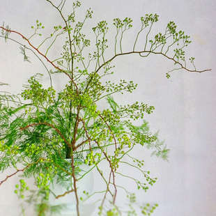 山归来蔷薇果文竹鲜花云南直发室内水养新鲜插花居家水培绿植真花