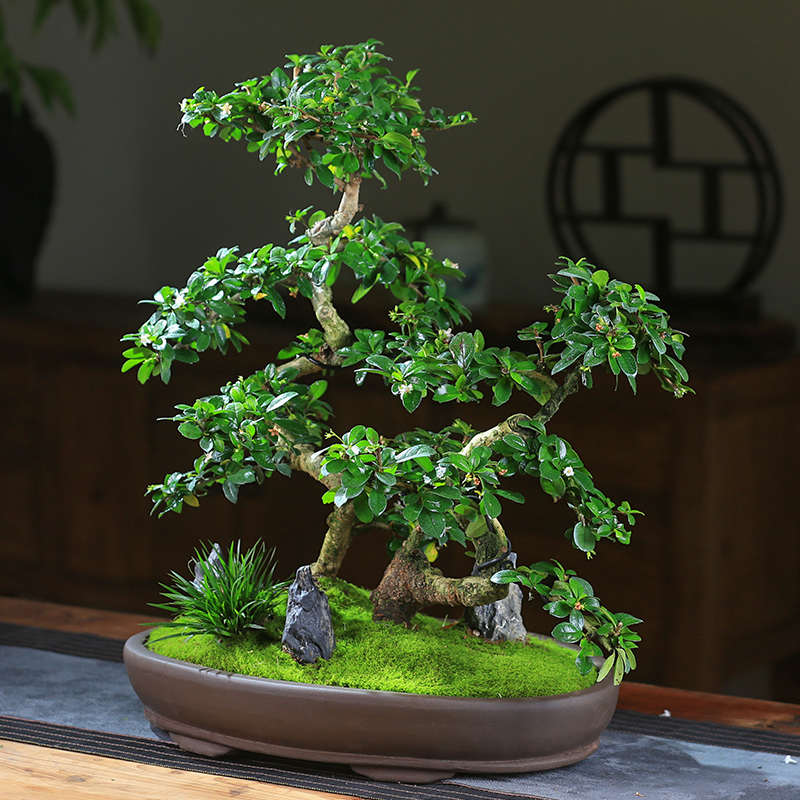 福建茶盆栽老桩绿植室内盆栽办公室丛林造型禅意植物客厅小盆景