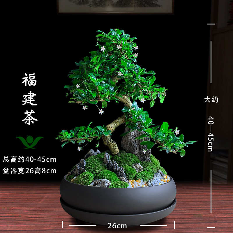 福建茶盆景阳台茶桌造型树桩植物室内客厅大绿植盆栽四季常青开