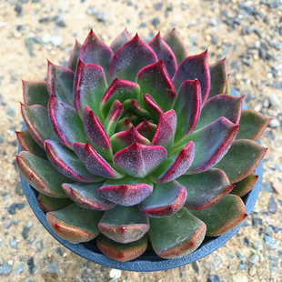 满额 多肉故事馆 超大黑玫瑰 小贵货含盆土稀有品种盆栽 包邮