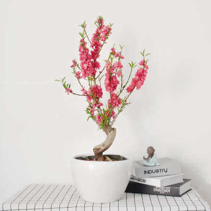 矮壮型重瓣寿星桃花盆栽碧桃老桩盆景室内外地栽客厅观赏桃花耐