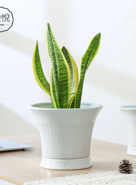 白色简约陶瓷花盆家用办公室内桌面兰花文竹百搭配陶瓷托盘大花盆