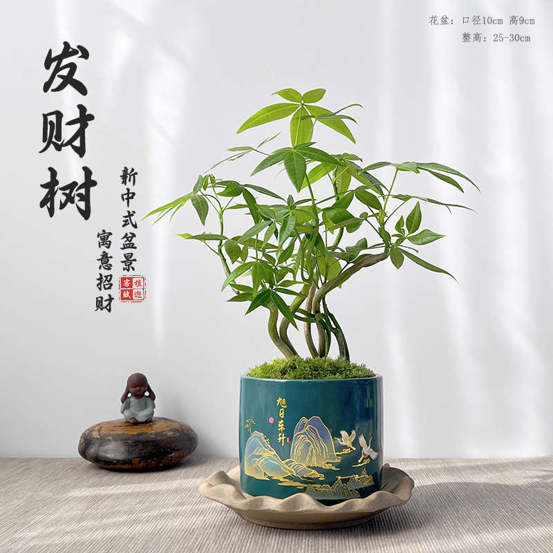 盆景新常绿树四季茶桌中式植盆栽绿摆件室内客厅植物发财苔藓新奇