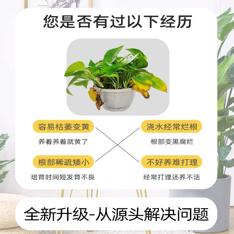 绿萝盆栽室内吸甲醛长藤吊兰绿箩植物水培花卉绿植办公室客厅好