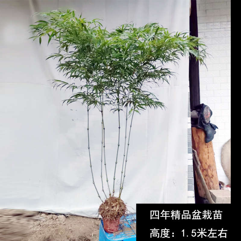 筇竹苗竹子苗盆栽室内小型绿化罗汉竹庭院盆景竹苗观赏竹矮化竹
