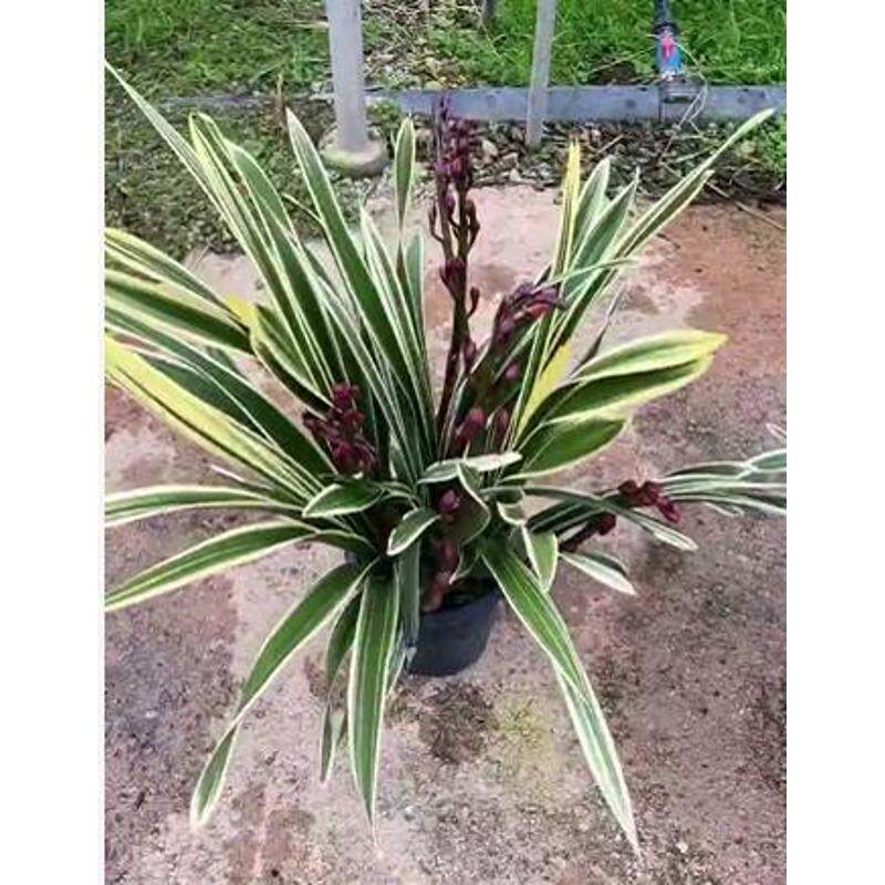 金边大花蕙兰带花年宵花卉室内鲜花盆栽高档盆栽兰花红袍美观客