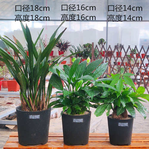 老盆友1818透气花盆XTOU会呼吸的兰花老桩多孔陶瓷红陶紫砂君子兰