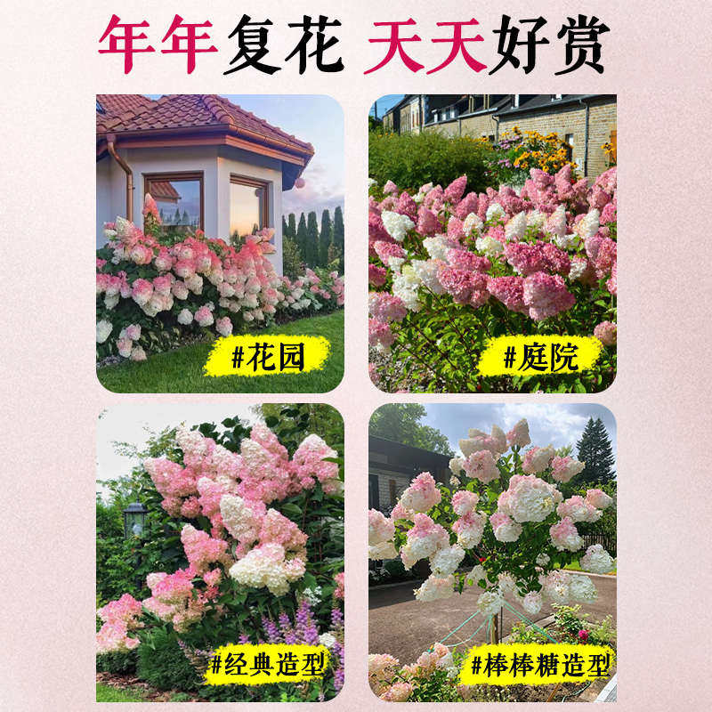 香草草莓圆锥绣球花苗盆栽大花带花苞棒棒糖庭院地栽耐寒花卉植物