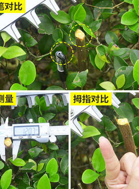 24V无刷电动采茶机神器充电式单人小型茶叶采剪修剪茶树机绿篱机