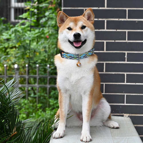 【芮柴家唐草纹项圈】日式狗项圈 柴犬柯基宠物小型犬用脖圈颈圈