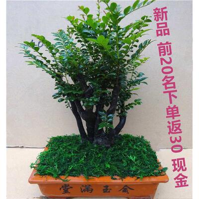 小叶紫檀盆景树桩四季常青室内花卉绿植盆栽摆件黑檀老桩发财树