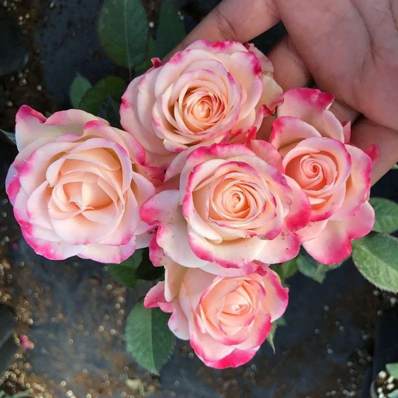 开花折射月季花苗条纹月季花卉盆栽钻石玫瑰花玫瑰耐寒丰泡泡四季