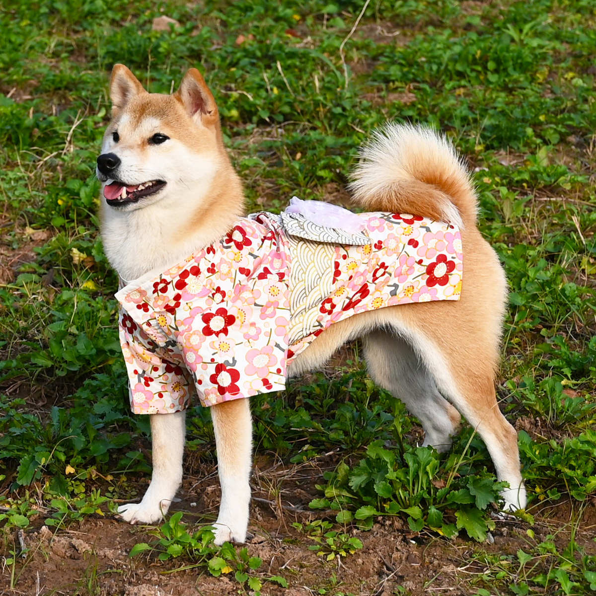 纯棉宠物狗狗猫咪衣服 柯基柴犬衣服日式公狗男款拍照和服浴衣