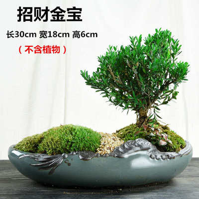 盆景花盆造景陶瓷中国风紫砂盆栽家用桌面创意绿植文竹大号绿萝盆