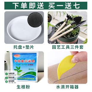 陶瓷花盆高筒大花盆中式细长款客厅高档复古龙须树金钱树专用落地