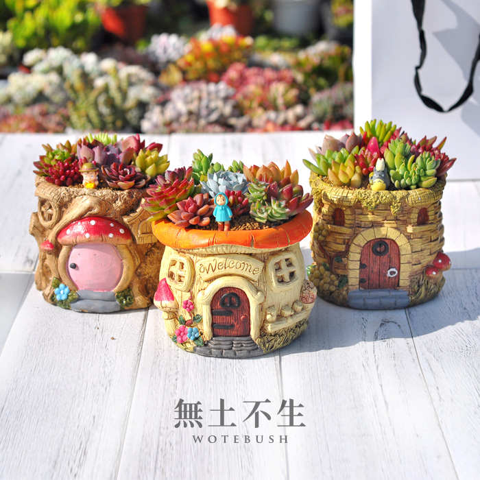 無土不生多肉成品组合盆栽创意绿植多肉组合带盆种好发教师节礼