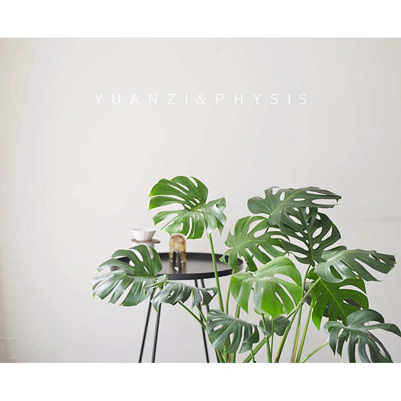 PHYSIS 龟背竹老桩龟背竹穿孔喜林芋室内新奇观叶造景盆栽绿植