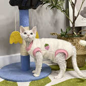 无毛猫衣服冬季 非常厚双层毛绒软糯云朵绒复合舒棉绒保暖四脚德文