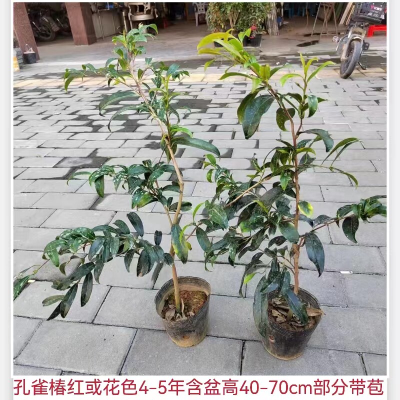 茶花 柳椿蕊孔雀 连茶花花椿树形岳麓白孔雀茶茶孔雀红孔雀珍珠