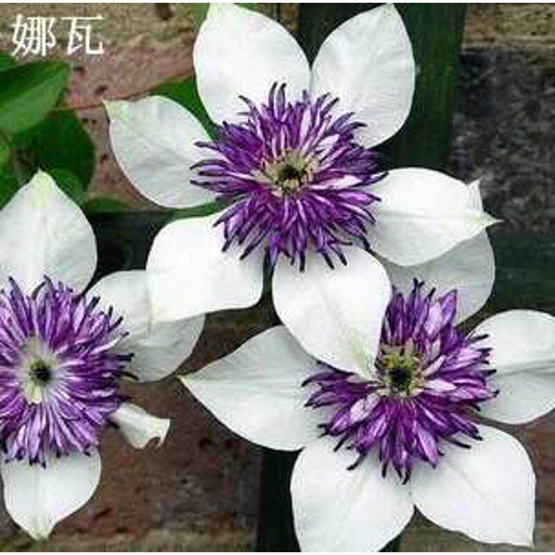 花卉铁线莲花庭院瓣四季花苗大爬苗花盆栽带花重观藤植物室内植物