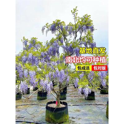 紫藤花树苗爬藤植物庭院围墙多花紫藤萝阳台攀援花卉四季开花好