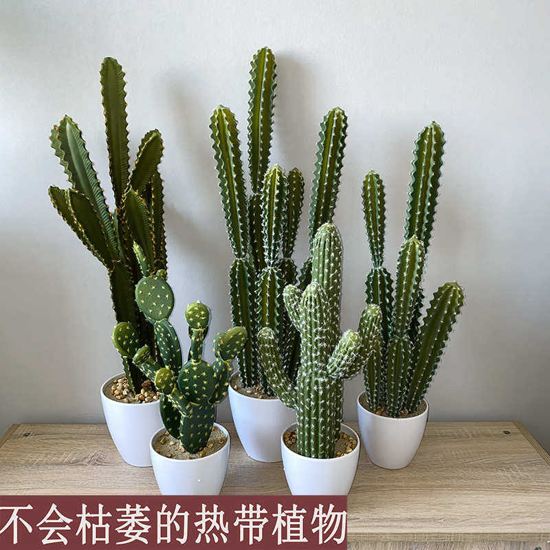 仿真多肉仙人掌盆栽盆景仙人棒热带植物布景装饰假花绿植摆件布景