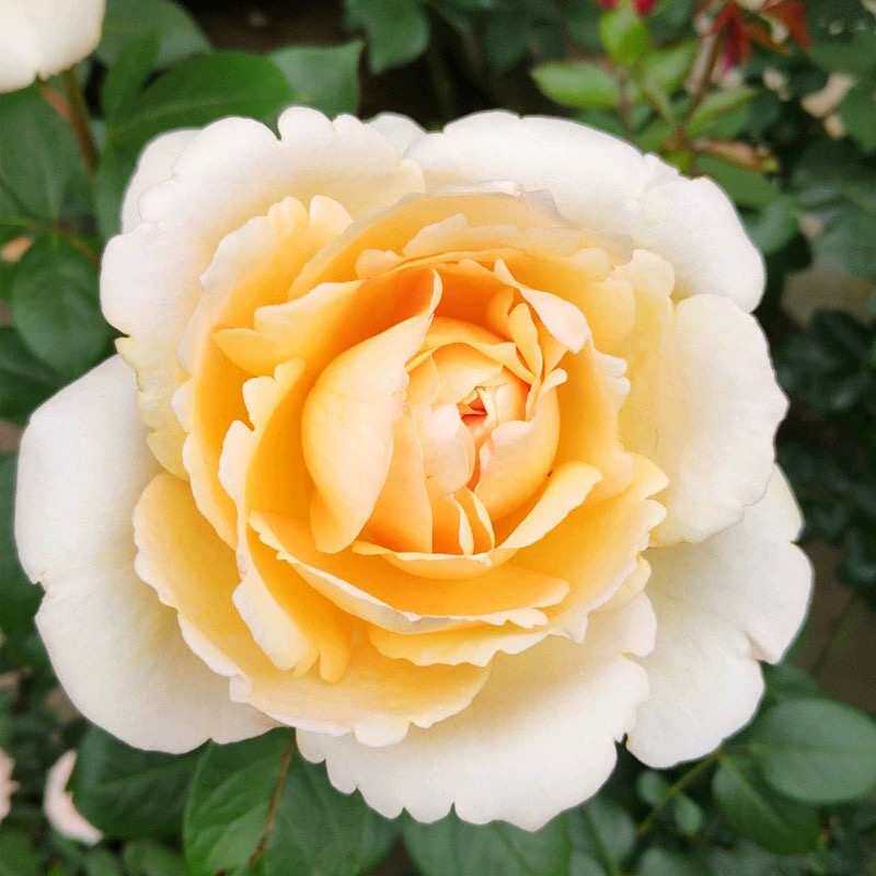 奶油伊芙月季大苗四季浓香欧月灌木大花阳台盆栽庭院地栽切花玫