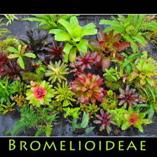 小布洛食虫凤梨 积水小虫草堂食虫植物雨林缸水陆造景室内微景观