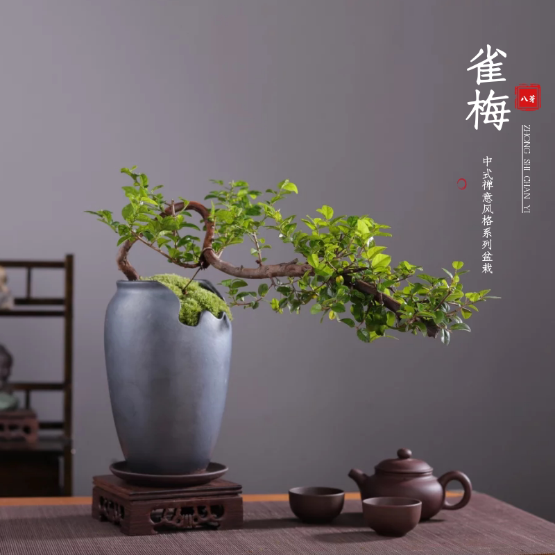 盆栽悬崖梅老室内桩植造型雀绿四季常青办公室植物盆景树桩桌面