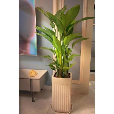 天堂鸟盆栽客厅室内好养活大型绿植真花办公室大叶植物鹤望兰花