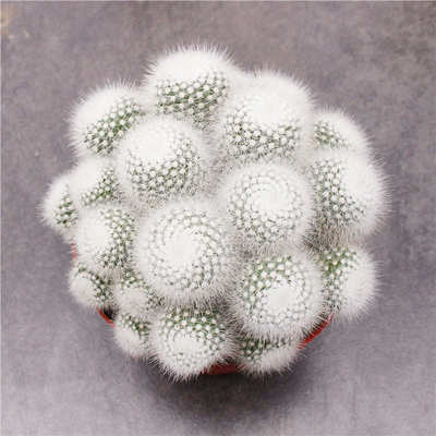 大颗白小丁群生仙人球软毛不扎手好养多头可爱仙人掌室内装饰植物