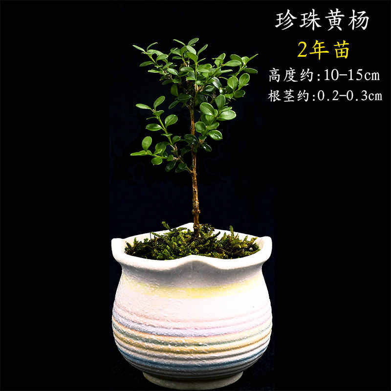 办公盆栽包常清大别山四季绿鱼鳞促销美观珍珠植木花卉邮黄杨舒城