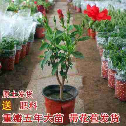 大花重瓣扶桑花苗带花苞重瓣木槿朱槿牡丹花四季开花绿植盆栽