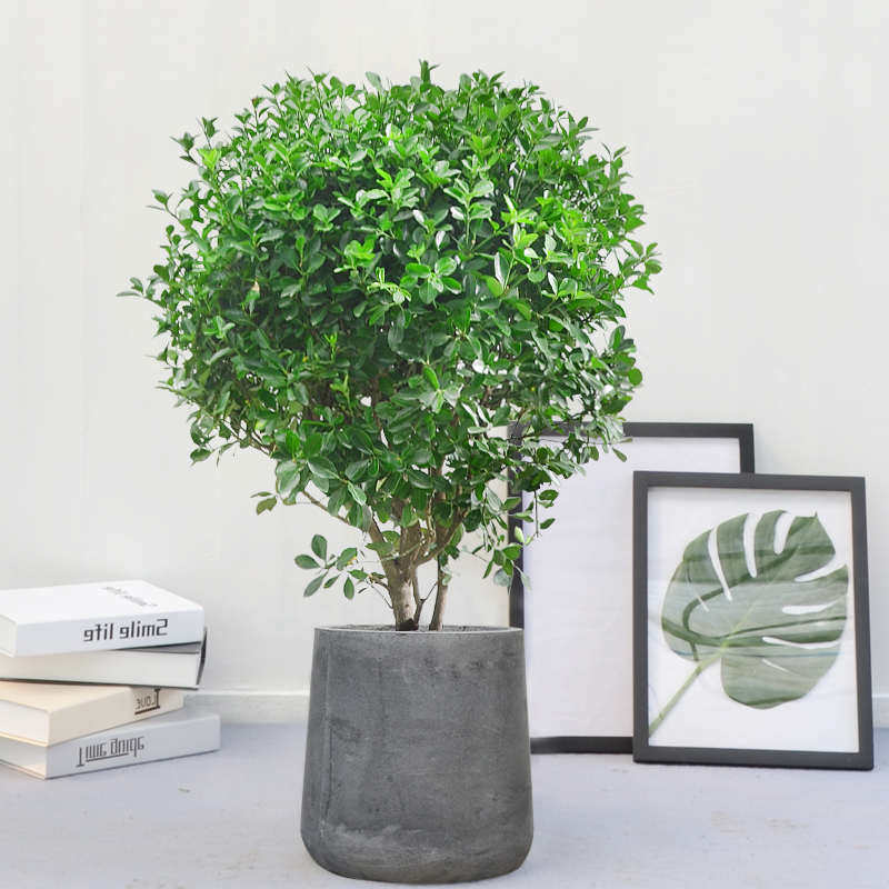 万年青本地万年青绿室外阳台庭院花园常绿观叶植物耐寒盆栽地栽