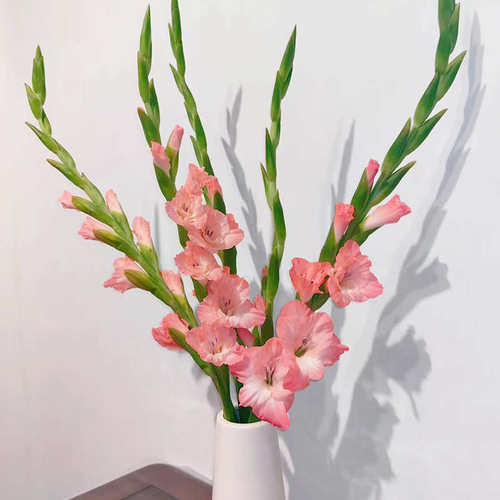 鲜切花剑兰鲜花云南直发唐菖蒲插花十样锦花束水培兰花紫色花卉