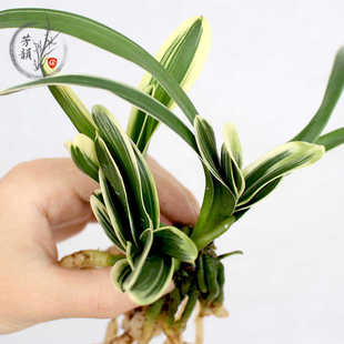 宝花卉绿植盆栽室内客厅四季 兰花苗迷你矮种金边线艺小元 观花植