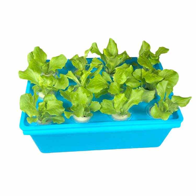 种植箱阳台种菜机小型无土栽培设备水培蔬菜室内盆栽桌面绿植花盆