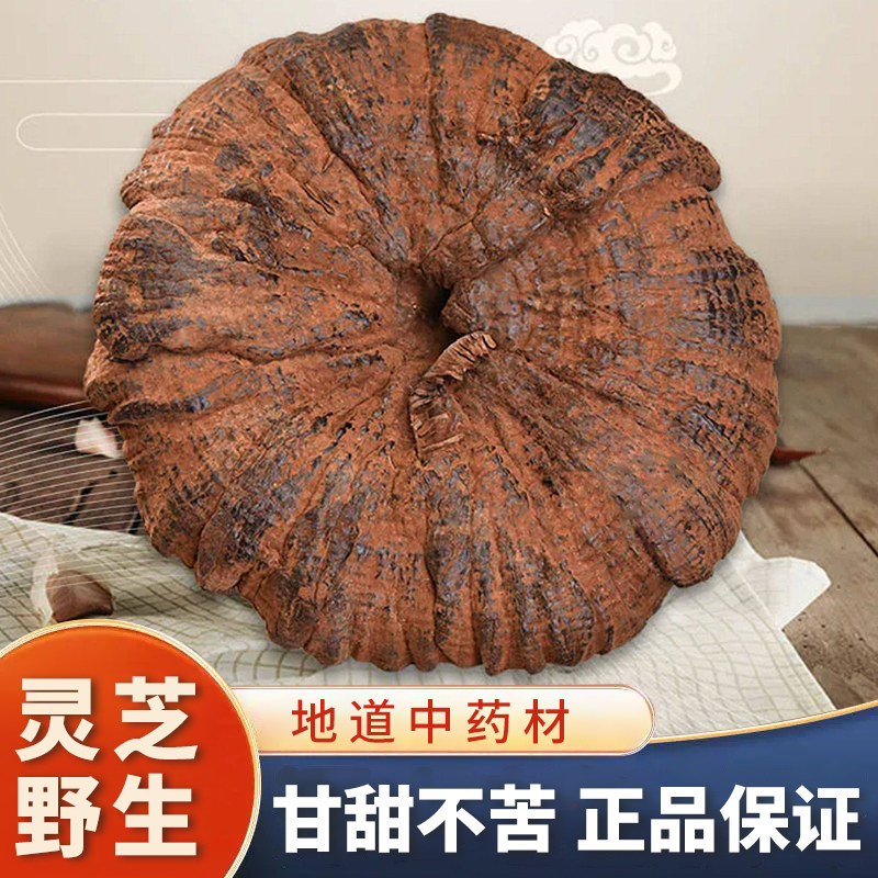云南深山野生紫灵芝 带腿黑灵芝中药材 正品野生林芝孢子粉