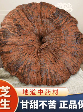 云南深山野生紫灵芝 带腿黑灵芝中药材 正品野生林芝孢子粉
