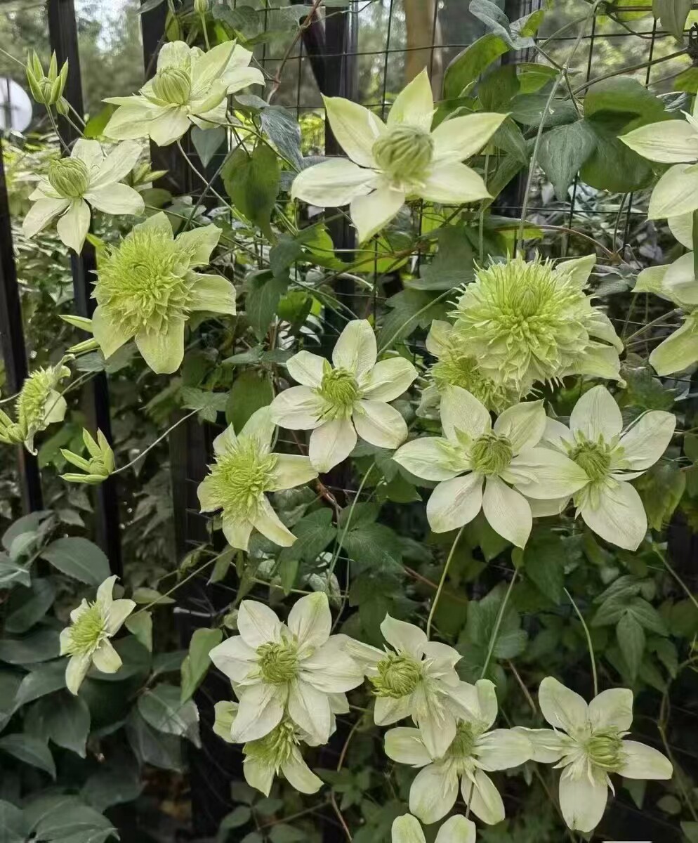旭裳花卉 绿玉/小绿 铁线莲 盆栽爬藤植物阳台庭院花园攀援花卉