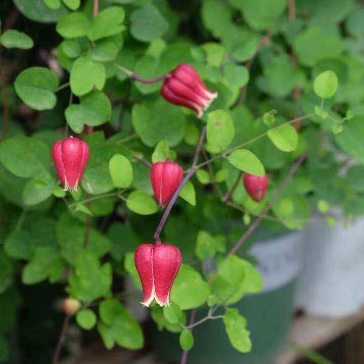 铃铛铁线莲 天使舞裙细叶群青之君克里斯帕天使庭院阳台爬藤植物