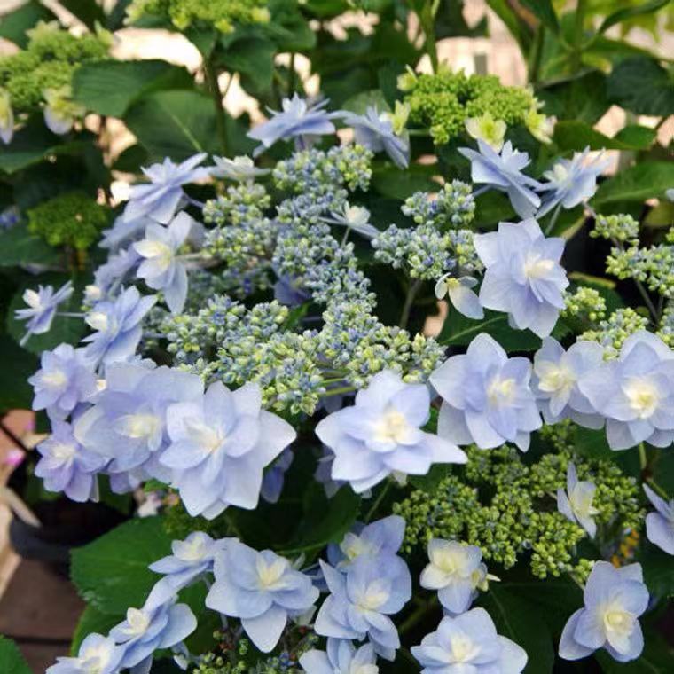 旭裳花卉绣球奇妙仙子谢谢你花手菊卑弥呼盆栽阳台庭院八仙花