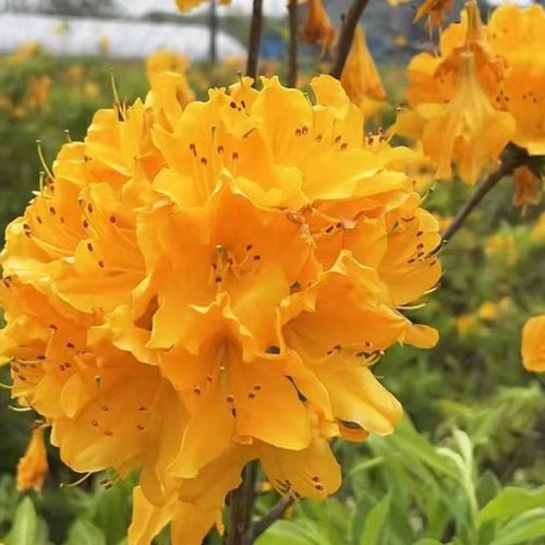 映山黄耐寒植物一物一拍20元起