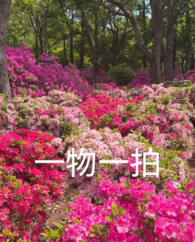 杜鹃花卉系列耐寒植物一物一拍20元起