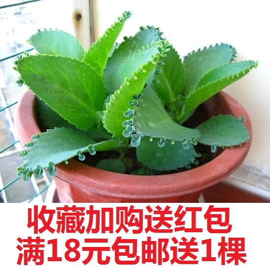 落地生根景天科宽叶不死鸟包邮